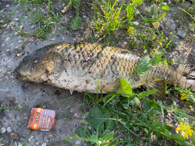 ノッコミ鯉釣り