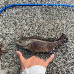 カレイ狙いでしたが、まさかの！！