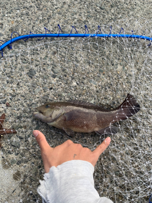 カレイ狙いでしたが、まさかの！！