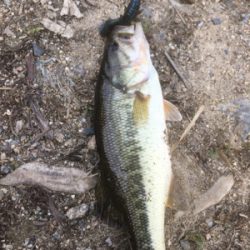 サイズは伸びず