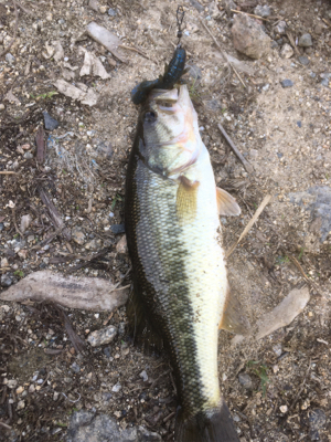 サイズは伸びず