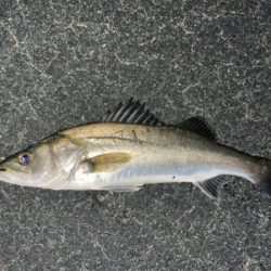 シーバス入れ食い