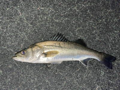 シーバス入れ食い