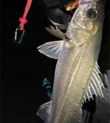 今年初バチ抜け