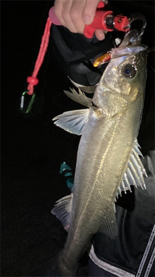 今年初バチ抜け