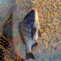 春ののっこみチヌ快調〜