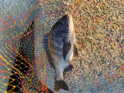 春ののっこみチヌ快調〜