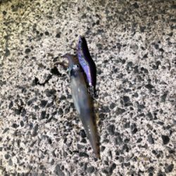 まだいました！