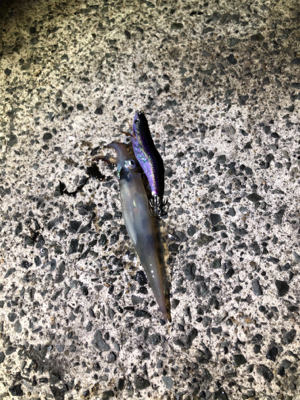 まだいました！