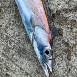 堤防タチウオで、竿頭!!