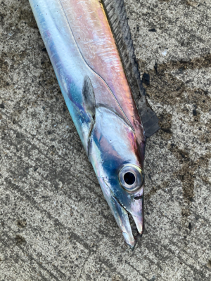 堤防タチウオで、竿頭!!