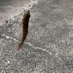 ライトゲームへ