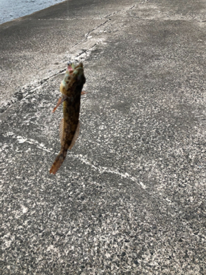 ライトゲームへ