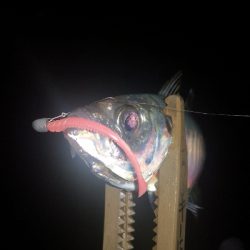 アジング練習 277