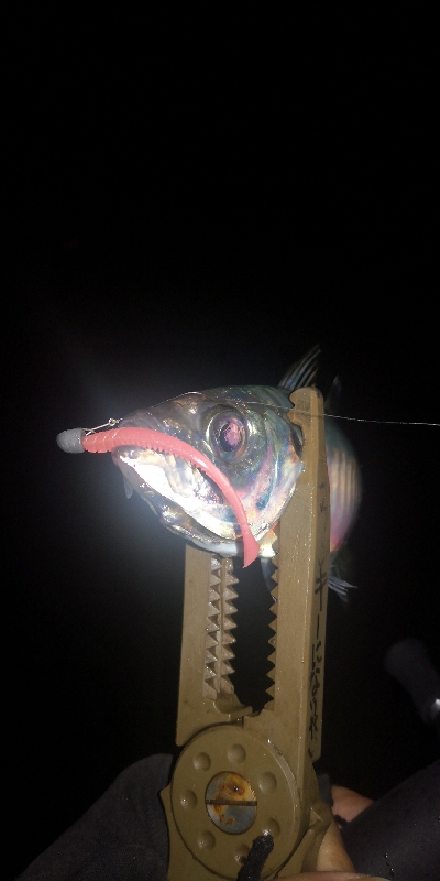 アジング練習　277