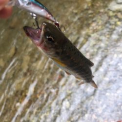 渓流釣り