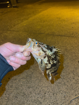 久しぶりのメバリング