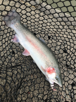 いきなりトラウト