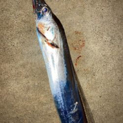 仕事帰りに、タチウオとボラ