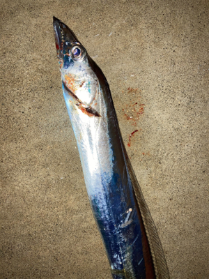 仕事帰りに、タチウオとボラ