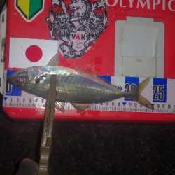 アジング練習 278