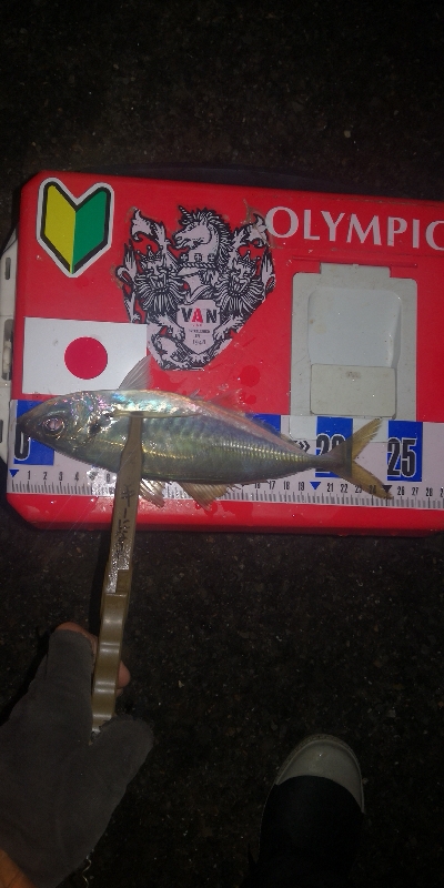 アジング練習 278