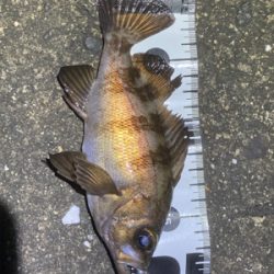 メバルサイズアップ