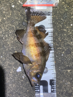 メバルサイズアップ