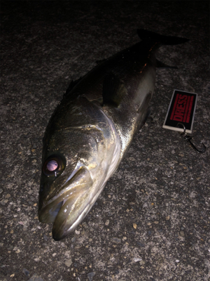 10ヶ月ぶりのバチfish