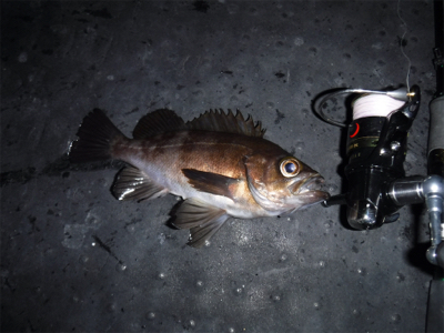 虫ヘッドでメバル