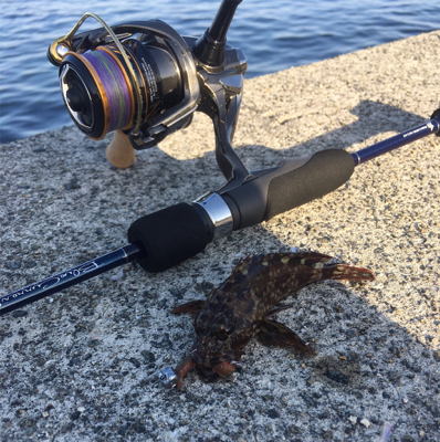 ライトタックルで餌釣り