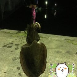 初3.5号エギでHIT！