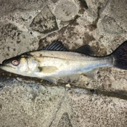 シーバスフィッシング