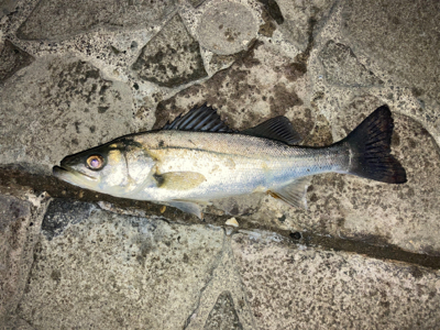 シーバスフィッシング