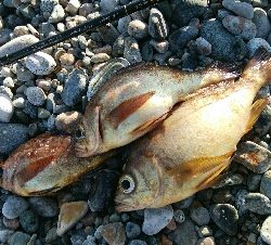 メバル3匹。小カサゴ1匹。