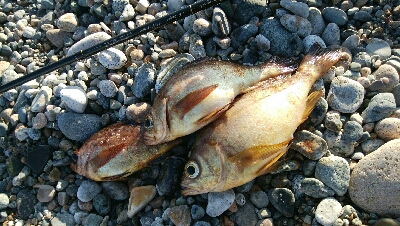 メバル3匹。小カサゴ1匹。