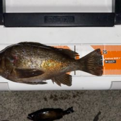 久しぶりのメバリング