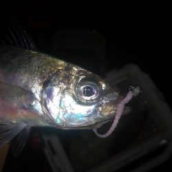 アジング練習　280　MOZU ワーム