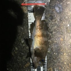 Fシステムおもろい!