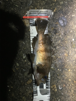 Fシステムおもろい！