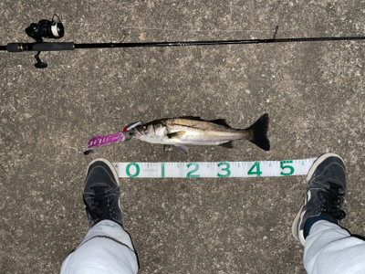 新河岸川　シーバス