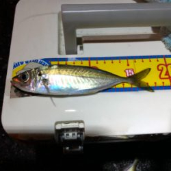 久々のナイスサイズ