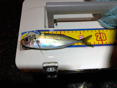 久々のナイスサイズ