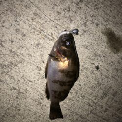 久しぶりの釣り