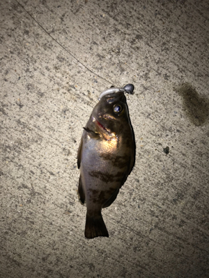 久しぶりの釣り