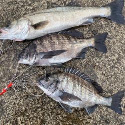 岸一でエビ撒き