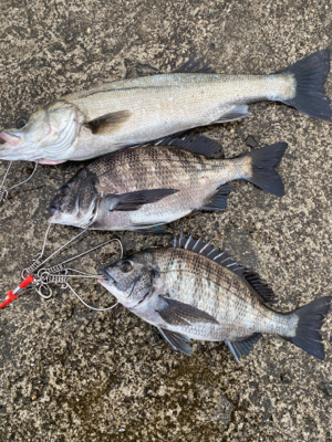 岸一でエビ撒き