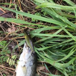 久しぶりのバス