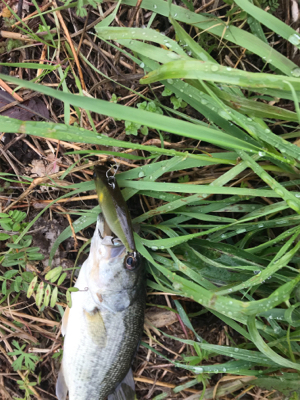 久しぶりのバス