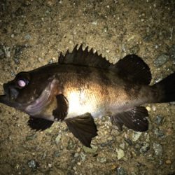 2021ライトゲーム第11戦